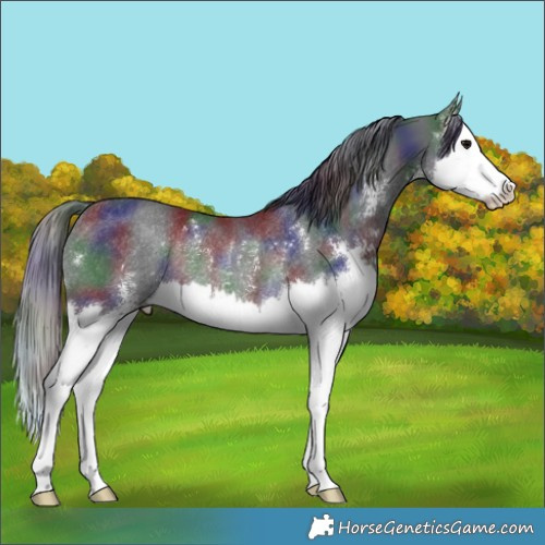 Horse Color:Nacre Black Sabino Splash Rabicano 