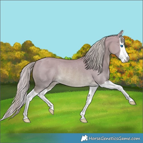 Horse Color:Watercolor Palomino Dun Splash Rabicano 