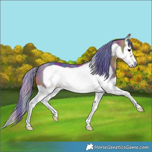 Horse Color:Nacre Watercolor Bay Sabino Splash Frame 