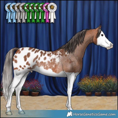 Horse Color:Bay Splash Appaloosa Rabicano 