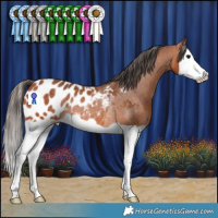 Horse Color:Bay Splash Appaloosa Rabicano 
