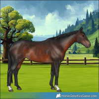 Horse Color:Brown Rabicano