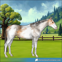 Horse Color:White Spotted Buckskin