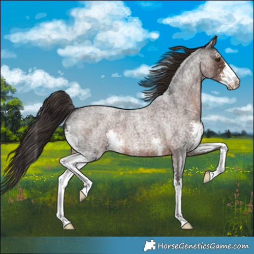 Horse Color:Liver Red Roan Sabino