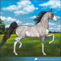 Horse Color:Liver Red Roan Sabino 