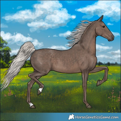 Horse Color:Silver Black