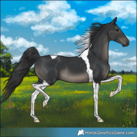 Horse Color:Black Tobiano 