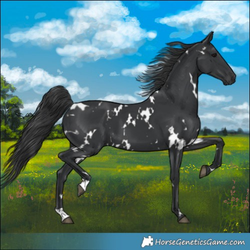Horse Color:White Spotted Black