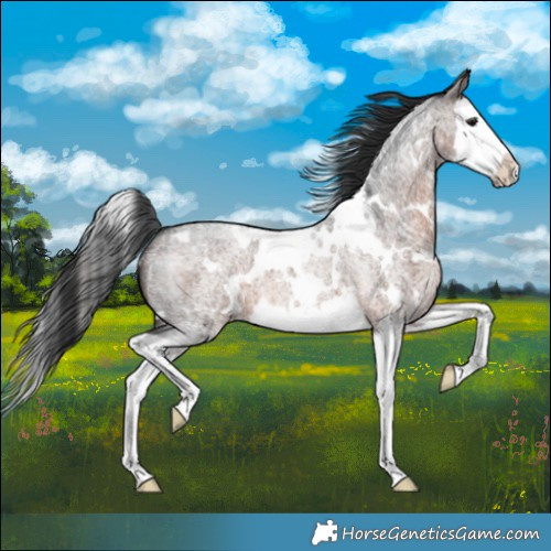 Horse Color:White Spotted Brown Roan Splash