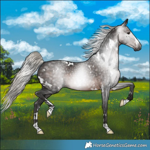 Horse Color:Gray White Spotted Silver Brown