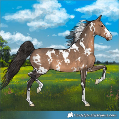 Horse Color:White Spotted Bay Dun