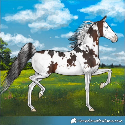Horse Color:White Spotted Brown Splash