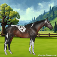 Horse Color:Gray Brown Tobiano Rabicano