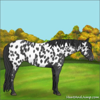 Horse Color:Blue Roan Near Leopard 