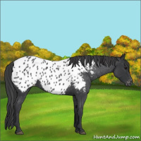 Horse Color:Blue Roan Near Leopard 