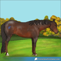 Horse Color:Liver Chestnut 