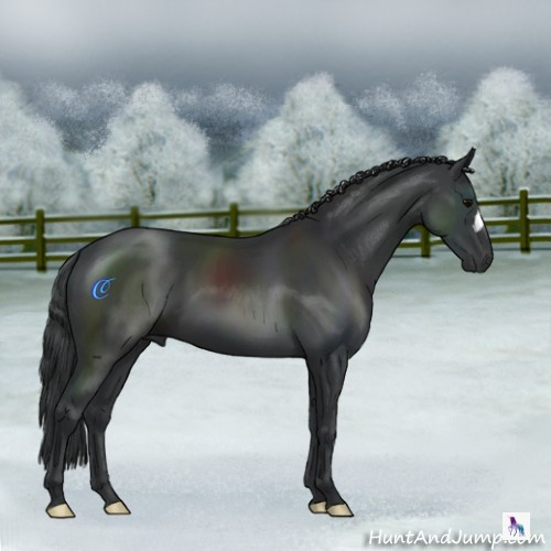 Horse Color:Black 