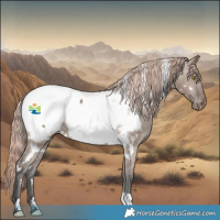 Horse Color:White Spotted Liver Red Dun Appaloosa 