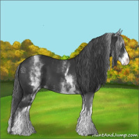 Horse Color:White Spotted Black 