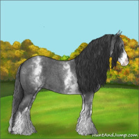 Horse Color:White Spotted Blue Roan 