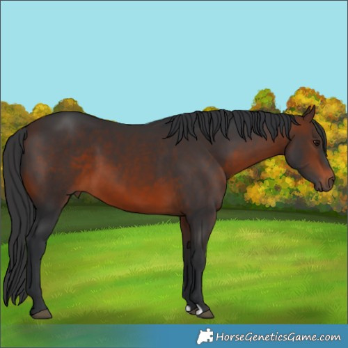 Horse Color:Brown 