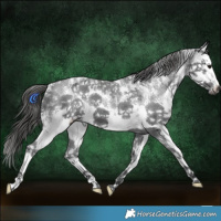 Horse Color:White Spotted Black Sabino Splash Appaloosa 