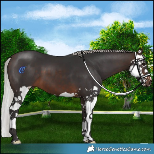 Horse Color:Silver Brown Splash