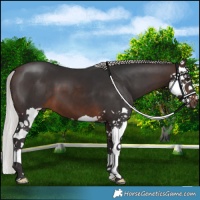 Horse Color:Silver Brown Splash 