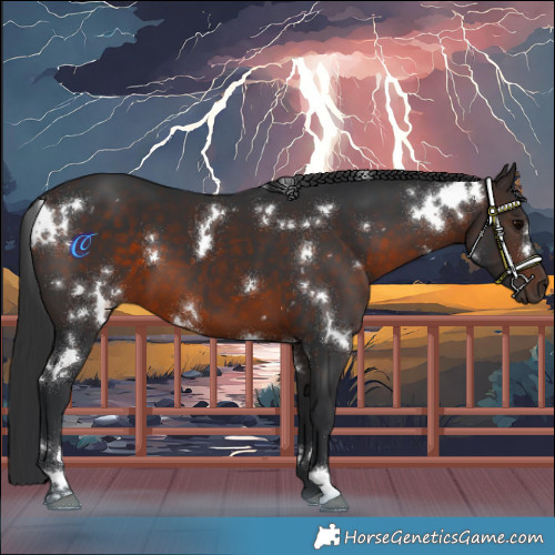 Horse Color:White Spotted Brown 