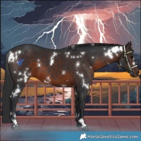 Horse Color:White Spotted Brown 
