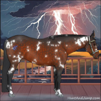 Horse Color:White Spotted Brown 