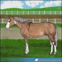 Horse Color:White Spotted Silver Bay Dun 