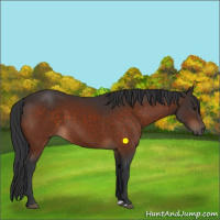 Horse Color:Brown 