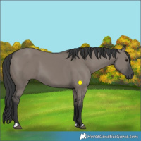 Horse Color:Grullo 