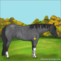 Horse Color:Blue Roan 