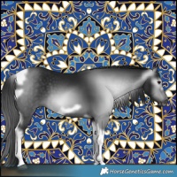 Horse Color:Gray Black Tobiano Frame