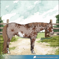 Horse Color:Liver Chestnut Sabino Frame 