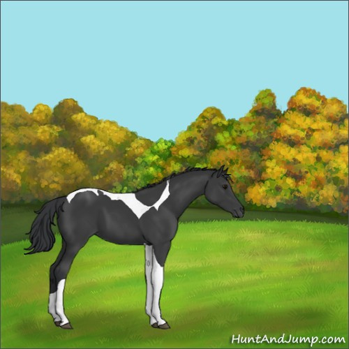 Horse Color:Black Tobiano 