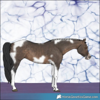 Horse Color:Brown Dun Tobiano Frame 