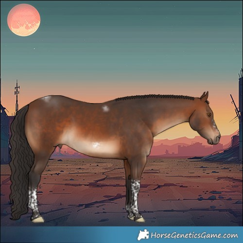Horse Color:Brown Tobiano Frame Rabicano 