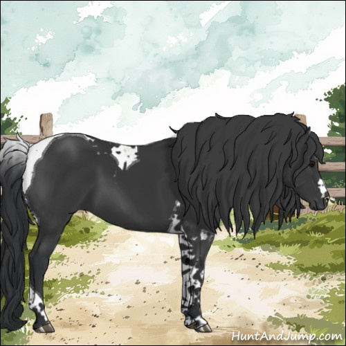 Horse Color:Black Tobiano 