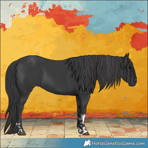 Horse Color:Black Tobiano