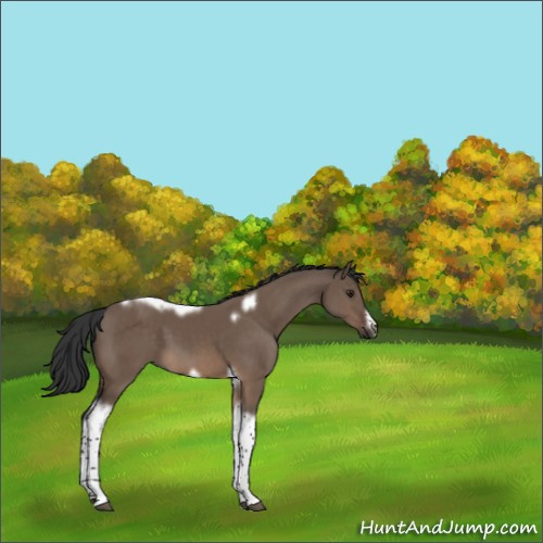 Horse Color:Brown Dun Tobiano Frame 