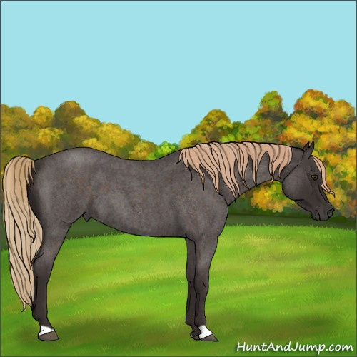 Horse Color:Liver Red Roan 