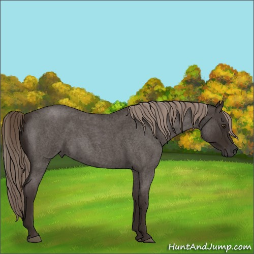 Horse Color:Liver Red Roan 