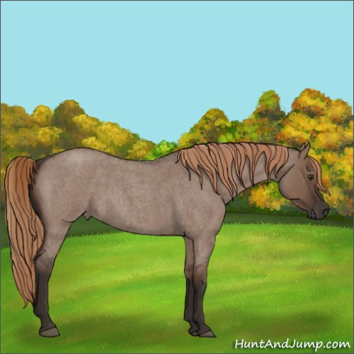 Horse Color:Liver Red Dun Roan 
