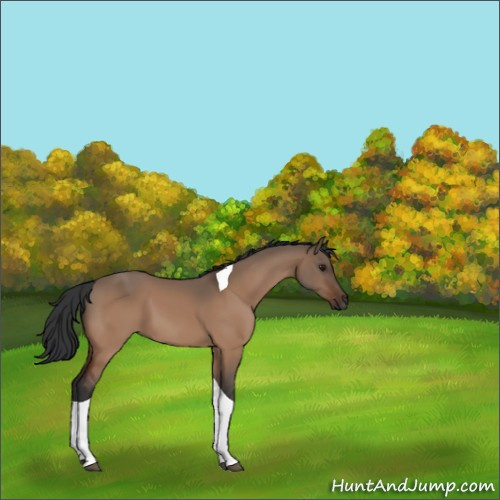 Horse Color:Bay Dun Tobiano 