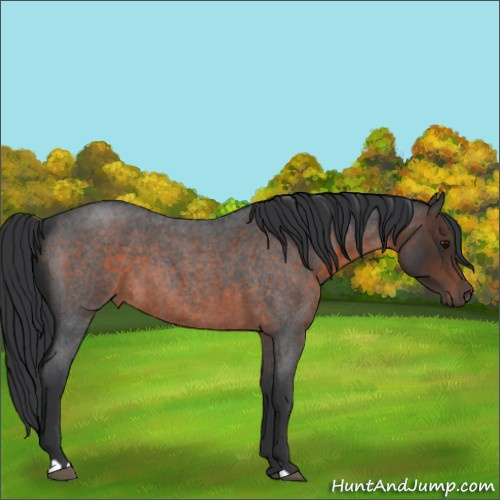Horse Color:Brown Roan 