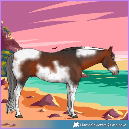Horse Color:Bay Splash Tobiano Frame 