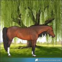 Horse Color:Bay Tobiano 